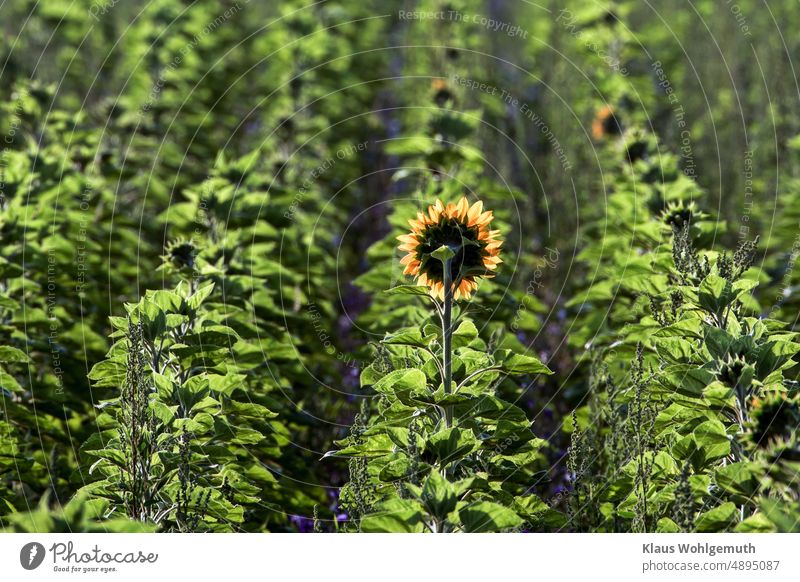 Sonnenblume blüht als erste in einem Sonnenblumenfeld und begrüßt den Sonnenaufgang, zwischen den Reihen stehen Kornblumen und Melde Feld Gegenlicht Pflanze