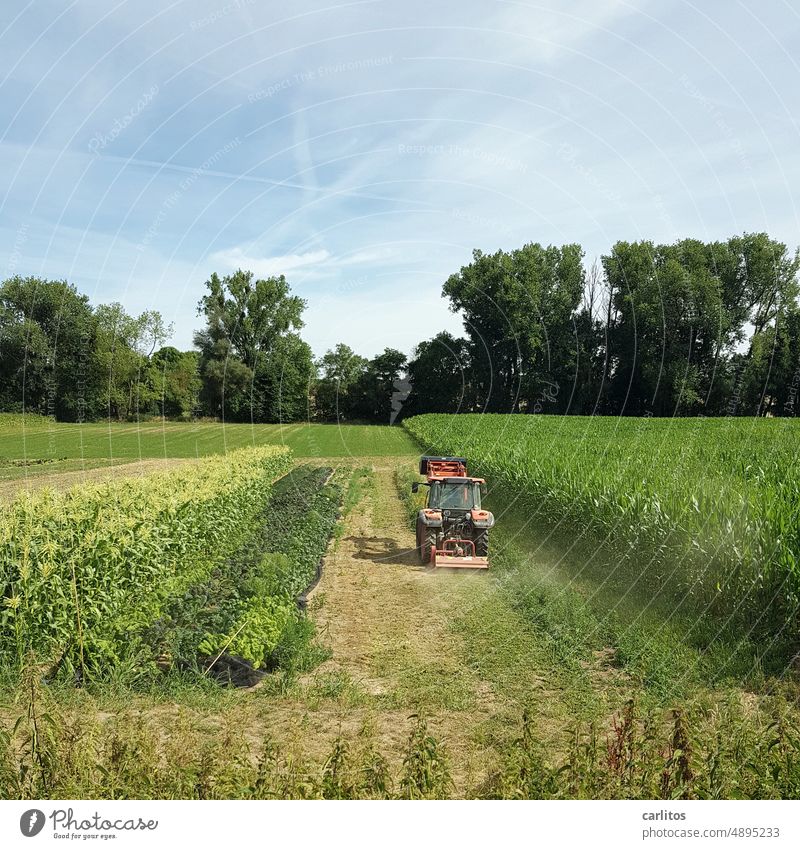 Ohne Landwirtschaft keine Gastwirtschaft | Traktor auf dem Feld Acker Anbau Ernte Gemüse Ackerbau Natur Landschaft Umwelt Pflanze Wachstum Nutzpflanze