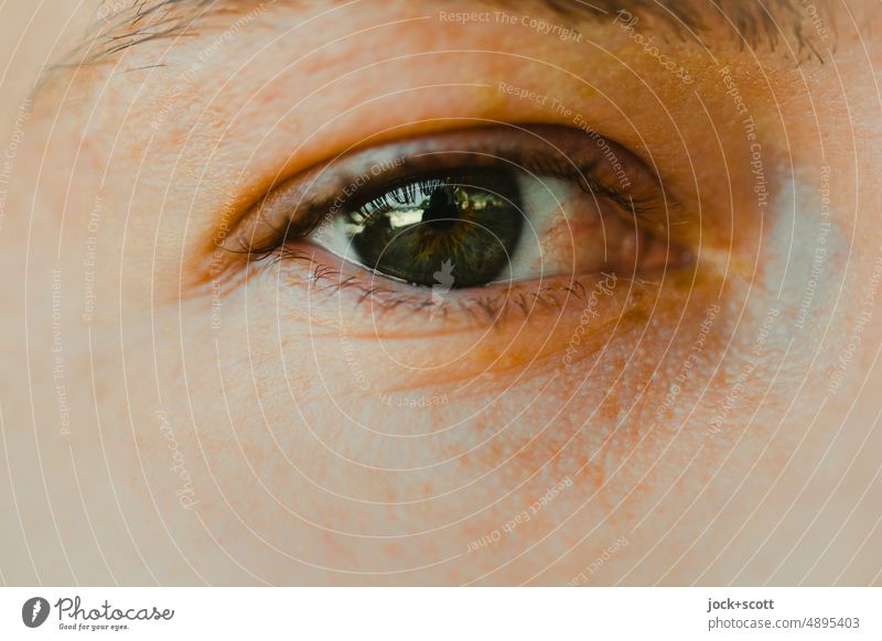 Im Auge behalten grünes Auge Makroaufnahme Blick Pupille Wimpern Detailaufnahme Haut Augenfarbe Augenbraue Sehvermögen Regenbogenhaut Hornhaut Körperteil