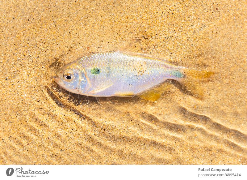 bunte Fische im flachen Wasser Sandstrand Textur farbenfroh Hintergrund neutral Sonnenlicht Sommer Klimawandel Tiere Strand