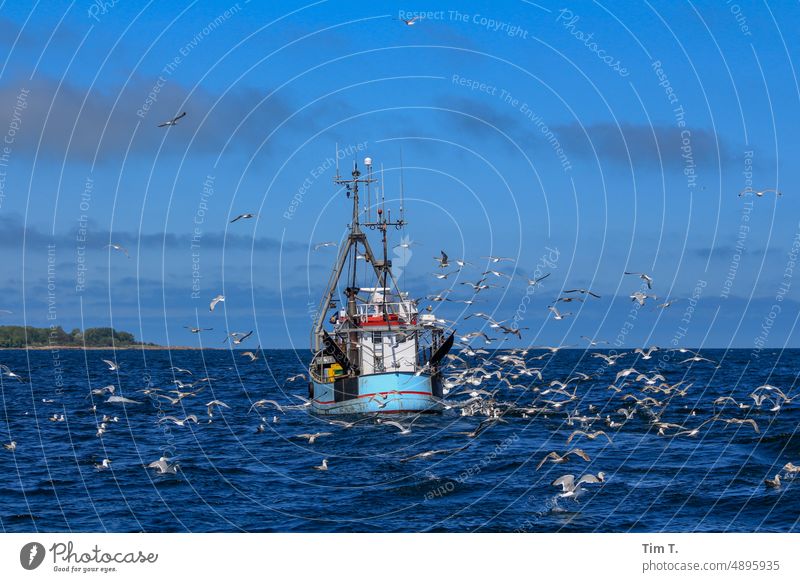 ein Fischkutter wird vor Rügen von Möwen umkreist Möwenvögel Kutter Ostsee Meer Wasser Außenaufnahme Vogel Farbfoto Tag Menschenleer Tier Natur blau