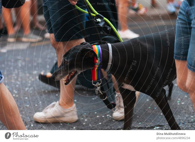 Hund spazieren mit Menschen in den Straßen der europäischen Stadt bei Pride Marsch im Juni, Pride Monat. Regenbogenkragen an einem schwarzen Hund bei der Pride-Parade. Symbol der LGBTQIA-Gemeinschaft.