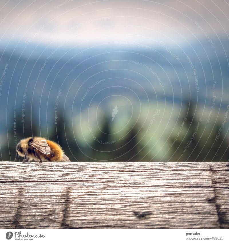 zeitumstellung | zurück, marsch marsch! Natur Landschaft Alpen Biene 1 Tier Zeichen wandern Uhr übersichtlich Traurigkeit Holz Allgäuer Alpen Ferne Farbfoto