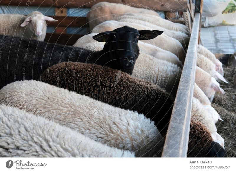 Das schwarzes Schaf blickt in die Kamera Tier Natur Nutztier Außenaufnahme Tiergruppe Blick in die Kamera Bauernhof ländliche szene ländlicher Raum fressend