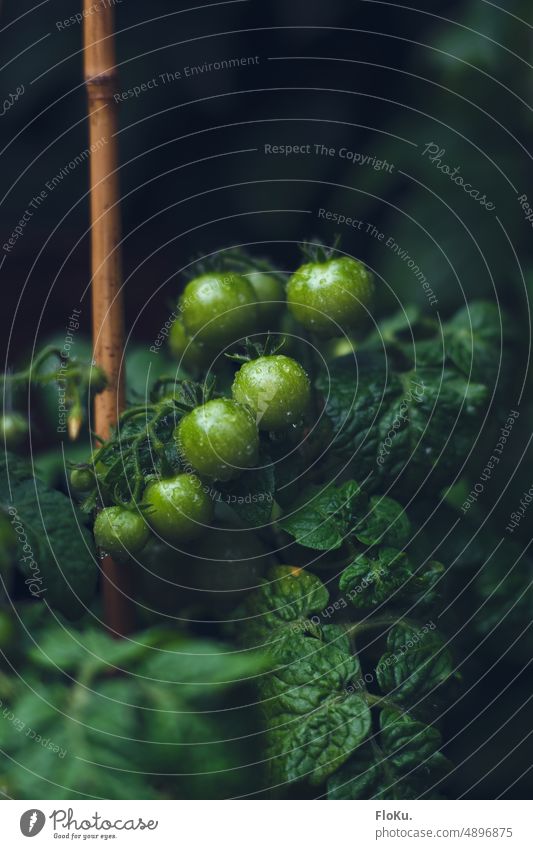 nasse grüne Tomaten im Garten unreif gärtnern Gemüse frisch Ernährung Lebensmittel Pflanze Gesundheit Wachstum natürlich Gartenarbeit wachsen