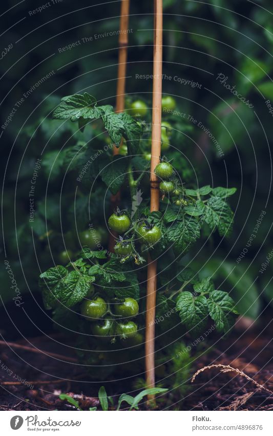 Busch-Tomaten im Garten klein Cocktailtomate grün unreife Frucht Gemüse Ernährung Lebensmittel frisch Pflanze lecker Natur Gesundheit Vegetarische Ernährung