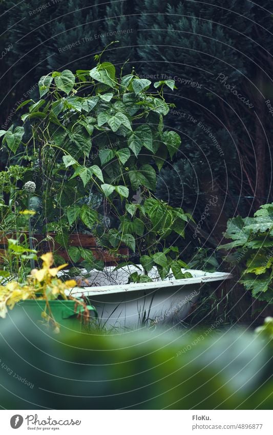 Bohnen wachsen in einer Badewanne im Garten Hochbeet Pflanzen Natur grün Gemüse Lebensmittel Beet Außenaufnahme Bioprodukte Gartenarbeit frisch Nutzpflanze