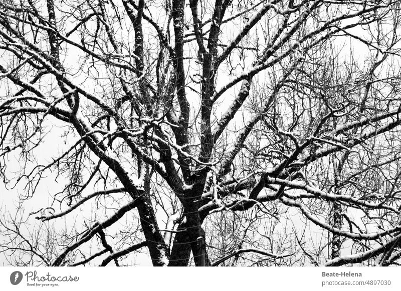 Wintermalerei in Schwarz-Weiß baum kahl Schafe schwarz-weiß ast äste Winterzeit kalt Natur weiss Bäume Besinnlichkeit Einkehr Menschenleer Dunkelheit