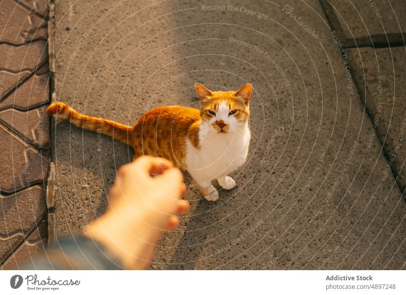 Ein Mensch, der einer streunenden Katze die Hand reicht Person neugierig Straße Irrläufer sich[Akk] melden Straßenbelag Sonnenuntergang Abend heimatlos doha