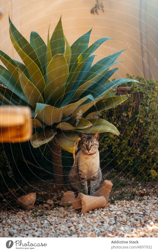 Niedliche Katze sitzt in der Nähe von Fuchsschwanz Pflanze im Hinterhof Agave attenuata Haus Tabby Tier Dekor Haustier Garten bezaubernd exotisch katzenhaft