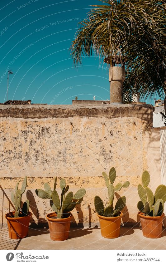 Kakteen im Topf schmücken den Hof eines alten Hauses auf Mallorca Kaktus Dekor Blauer Himmel Pflanze vegetieren Steinwand exotisch Sommer kultivieren Botanik
