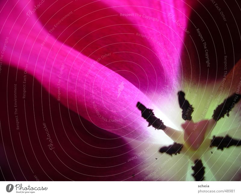 Lila Lila Blume Tulpe Makroaufnahme violett Licht Farbverlauf durchsichtig