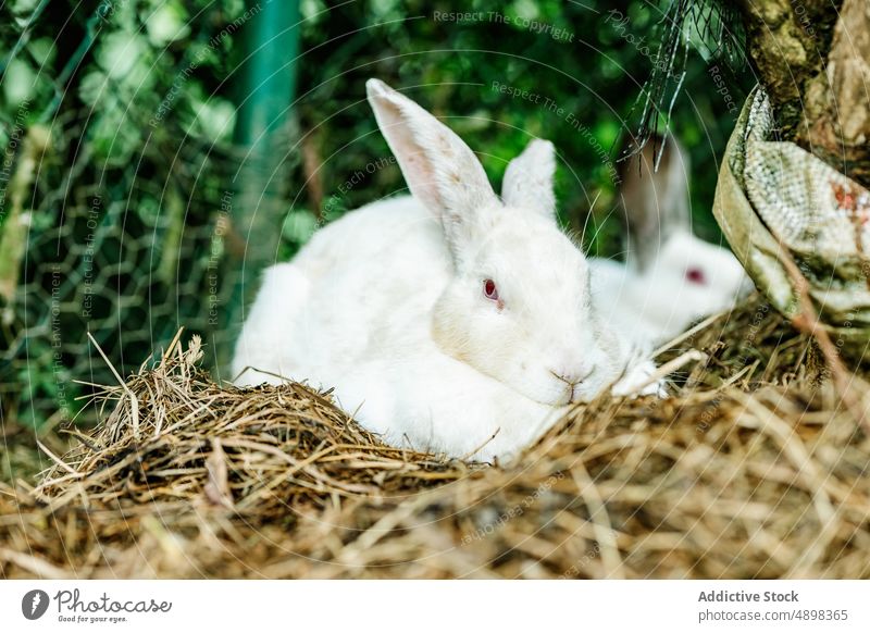 Nettes weißes Kaninchen ruht über Heuhaufen im Garten aussruhen Landschaft Tier Bauernhof gucken bezaubernd Haus ländlich Zaun Säugetier schauen Sie lustig
