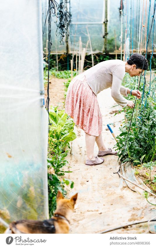 Fokussierte erwachsene Frau bei der Arbeit im Gewächshaus auf einem Bauernhof Landwirt Pflege Wachstum Pflanze Konzentration Landschaft vegetieren Hund Haustier