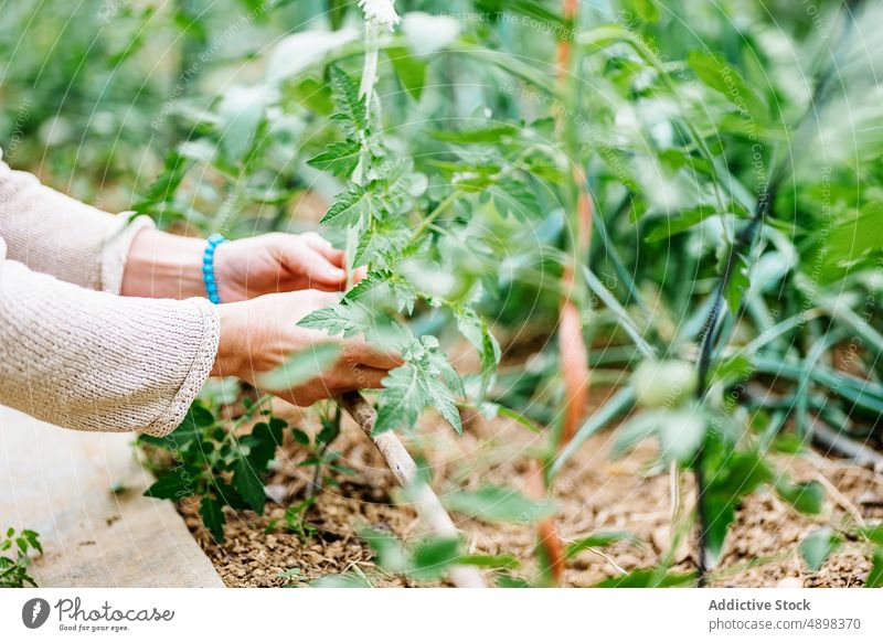 Anonyme erwachsene Frau arbeitet im Gewächshaus auf einem Bauernhof Landwirt Pflege Wachstum Arbeit Pflanze Konzentration Landschaft vegetieren Besitzer lässig