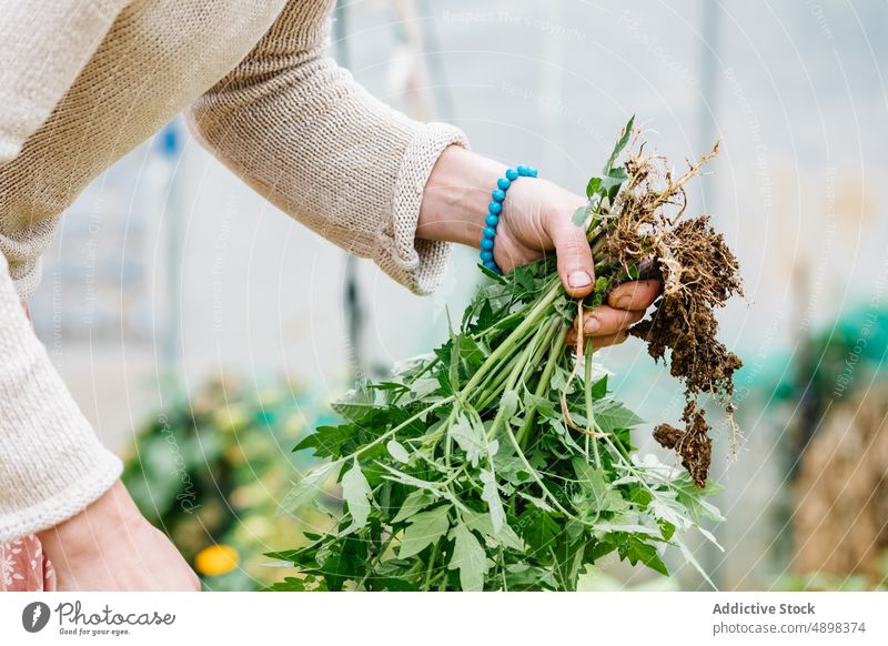 Anonyme Frau hält einen Kräuterstrauß mit Wurzeln im Gewächshaus Ernte Kraut Landwirt Ackerbau Pflanze pflücken Arbeit Bauernhof lässig kultivieren organisch