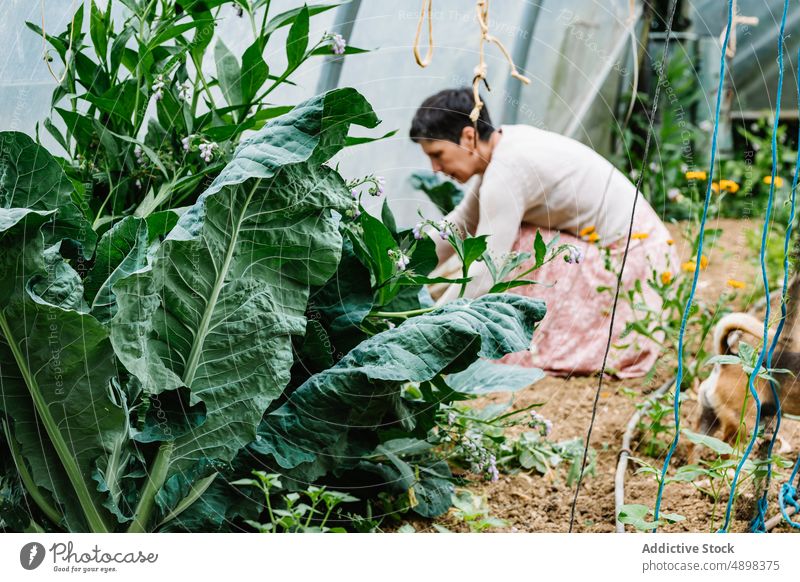 Fokussierte erwachsene Frau bei der Arbeit im Gewächshaus auf einem Bauernhof Landwirt Pflege Wachstum Pflanze Konzentration Landschaft vegetieren Besitzer