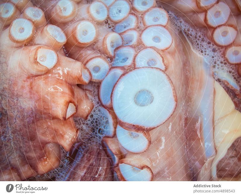 Frische Oktopus-Tentakel mit Saugnäpfen Octopus Meeresfrüchte Markt roh frisch nass Saugnapf Delikatesse Hintergrund rias baixas Galicia Spanien Molluske