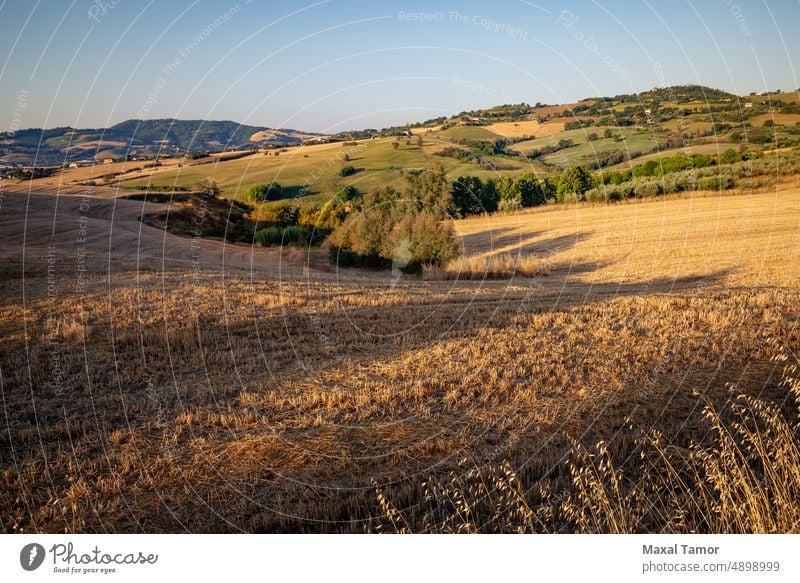 Blick auf die Felder bei Tavullia am Morgen nach Sonnenaufgang, Marken, Italien Marche Ackerbau schön Schönheit blau Wolken Land Landschaft Morgendämmerung Tag