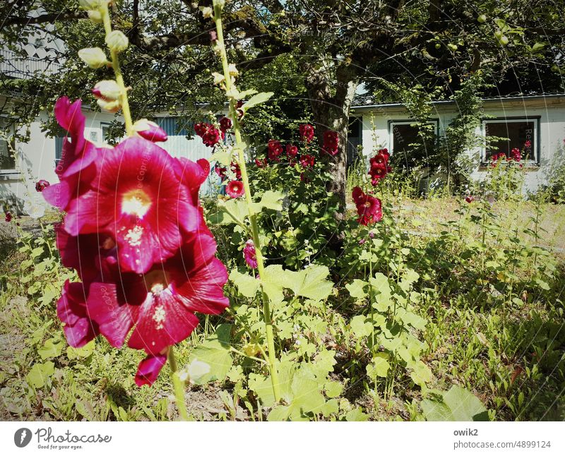 Verwilderter Stockrosengarten Malvengewächse Hibiscus Blüte Pflanze Farbfoto Blühend Blume Natur Sommer Nahaufnahme Außenaufnahme Makroaufnahme Menschenleer