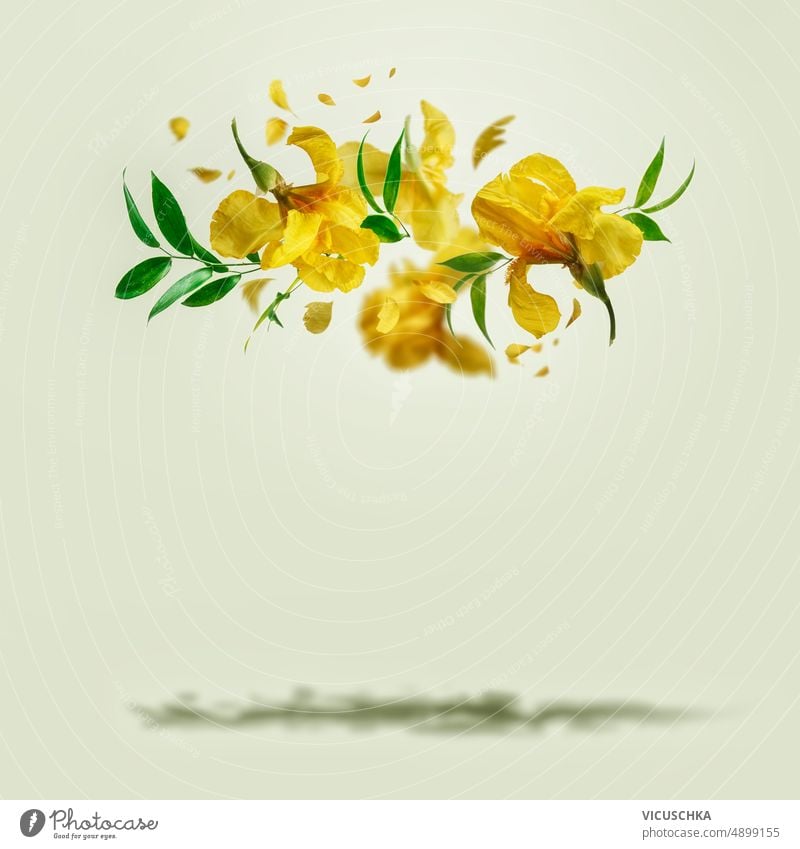 Gelbe fliegende Schwertlilien Blumen mit grünen Blättern auf Pastell Hintergrund mit Schatten gelb grüne Blätter kreativ geblümt Levitation Konzept hell