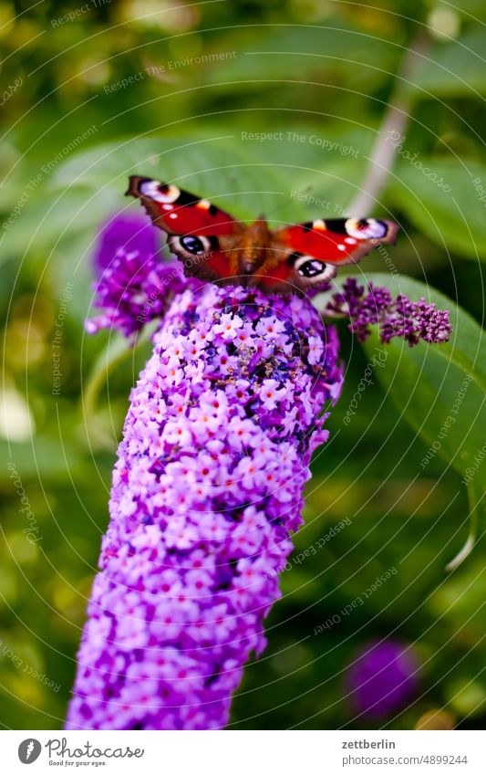 Tagpfauenauge auf Schmetterlingsflieder - Aglais io auf Buddleja davidii ast baum bestäubung blühen blüte erholung ernährung erwachen ferien frühjahr frühling