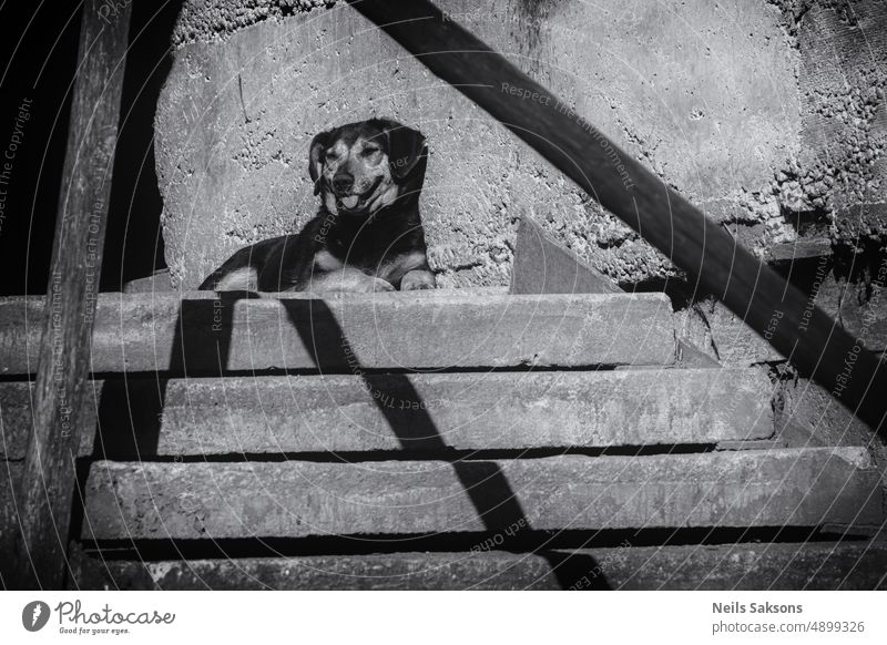 Lächelnder Wächter an einem heißen Tag Hund Veranda Beton Hintergrund schön Schönheit schwarz Zement Großstadt niedlich Design Rahmen Freund bewachen mono