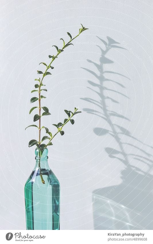 Grüner Zweig der Pflanze in Glasflasche gegen weiße Wand Hintergrund, schöne Schatten und Reflexion Flasche Minimalismus Dekor Zusammensetzung