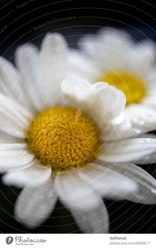 Makroaufnahme vom Margeriten margeriten nass Blume makrofotografie Close Up Tropfen Nahaufnahme Regentropfen Natur Detailaufnahme Blüte Pflanze schön natürlich