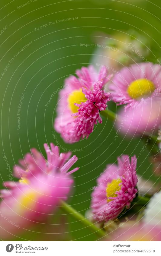 Makroaufnahme von rosa Gänseblümchen nass Gänseblume Blume makrofotografie Close Up Nahaufnahme Gänseblümchenblüten Regentropfen Natur Detailaufnahme Blüte