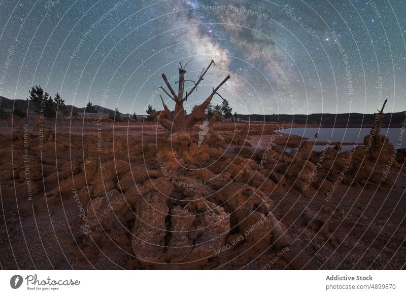 Trockener Baum an Land gegen Milchstraße in der Nähe des Seeufers Milchstrasse trocknen Kofferraum Holz Stern Himmel Galaxie tot Astrologie Natur Astronomie