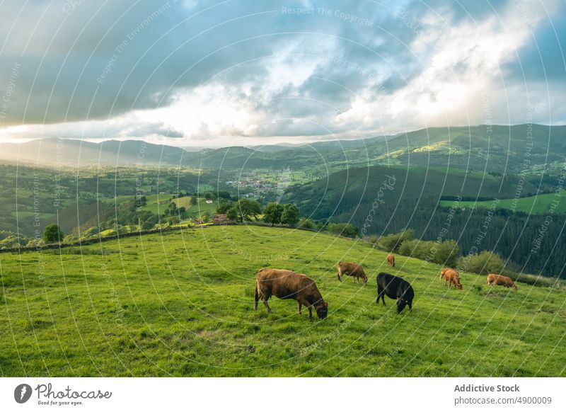 Weidende Kühe auf einem grasbewachsenen Feld Hügel Kuh Herde Viehbestand weiden Rind Tier Lebensraum Futter Hügelseite Bargeld Valles Pasiegos Kantabrien