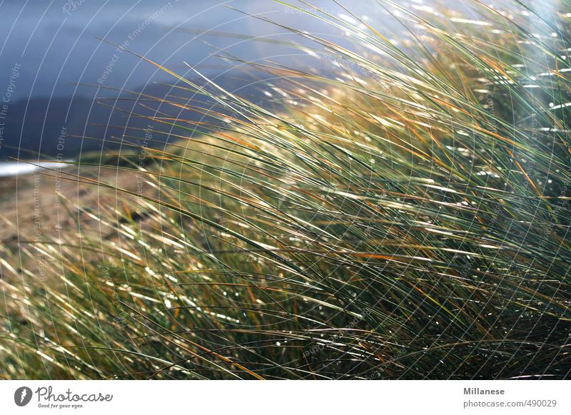 Gras am Meer Umwelt Natur Landschaft Wiese Zufriedenheit Unwetter Erholung Farbfoto Außenaufnahme Menschenleer Schwache Tiefenschärfe