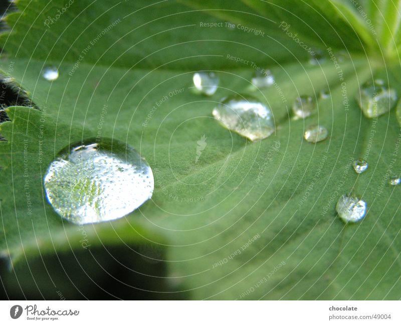 Wassertropfen Pflanze grün Makroaufnahme Teich Seil Tau silber water waterdrop dew thaw