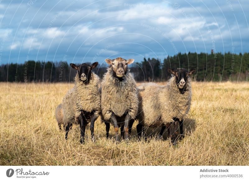 Wollschafe grasen auf einem Feld Schaf Schwarm weiden Landschaft trocknen Gras Weide heimisch Tier Wiese ländlich Bauernhof Natur Viehbestand Säugetier Fauna