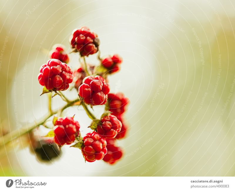 Verführung Natur Pflanze Sonnenlicht Herbst Schönes Wetter Brombeere ästhetisch exotisch frei Freundlichkeit frisch Zusammensein rund saftig schön süß rot Glück