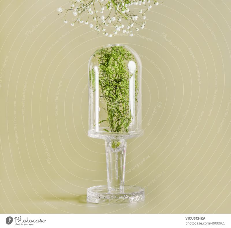Transparente Glasglocke mit Kräutern und weißen Blumen auf grünem Hintergrund. durchsichtig Küchenkräuter modern Stillleben Vorderansicht natürlich Objekt