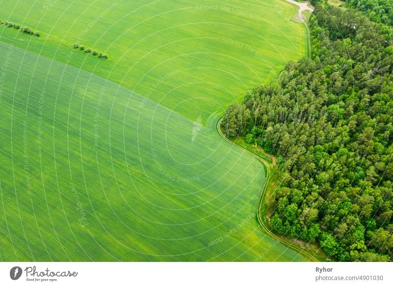 Luftaufnahme Spring Green Field and Forest Landscape. Draufsicht auf Feld und Waldgürtel. Ansicht aus der Vogelperspektive Antenne landwirtschaftlich Ackerbau
