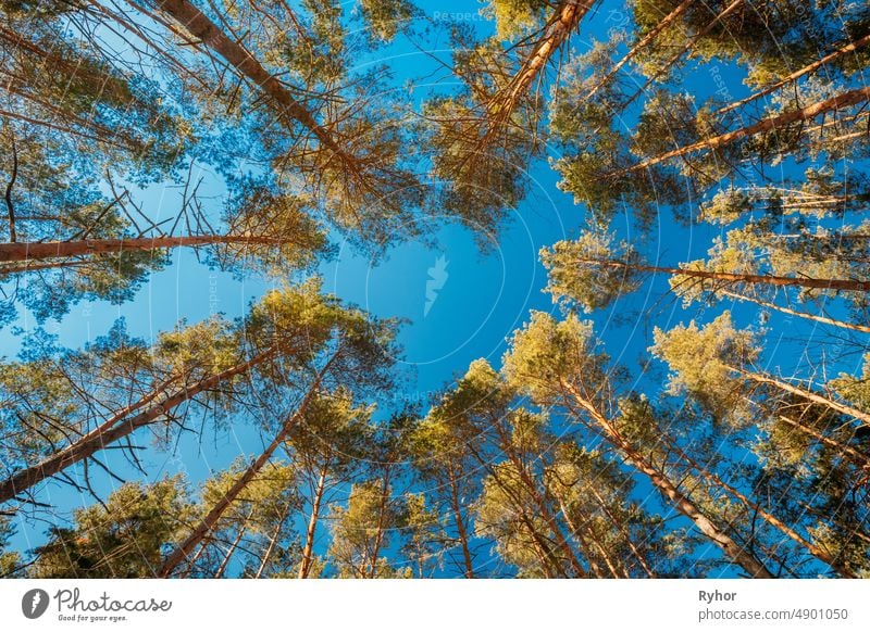 Herbst Kiefer Nadelwald Bäume Wälder zu Baldachin. Bottom View Weitwinkel Hintergrund. Greenwood Wald Winkel schön unten Blauer Himmel Ast hell braun Schutzdach