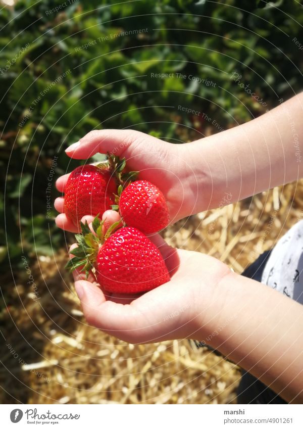 Erdbeer-Ernte erdbeeren obst natur familie erlebnis Obstbau pflücken unternehmung spaß kind kinderhände detail sommer essen lecker geschmackvoll rot