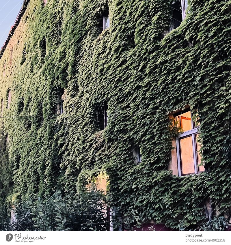 Efeu überwachsene Hausfassade im Abendlicht Dämmerung Fassade Klimaschutz Fassadendämmung Dachbegrünung grüne Stadt Urbanes Leben Fassadenbegrünung