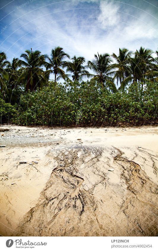 CR XXII. Life is a beach Costa Rica Strand Palmen Sand Ferien & Urlaub & Reisen Küste Ausflug Abenteuer Außenaufnahme Ferne Meer Tourismus Pazifikstrand