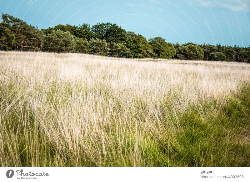 Landschaft bei Arnhem, Niederlande wandern Bäume Spaziergang Natur Erholung Umwelt ruhig Menschenleer Sonnenlicht Baum Pflanze Farbfoto natürlich Schönes Wetter