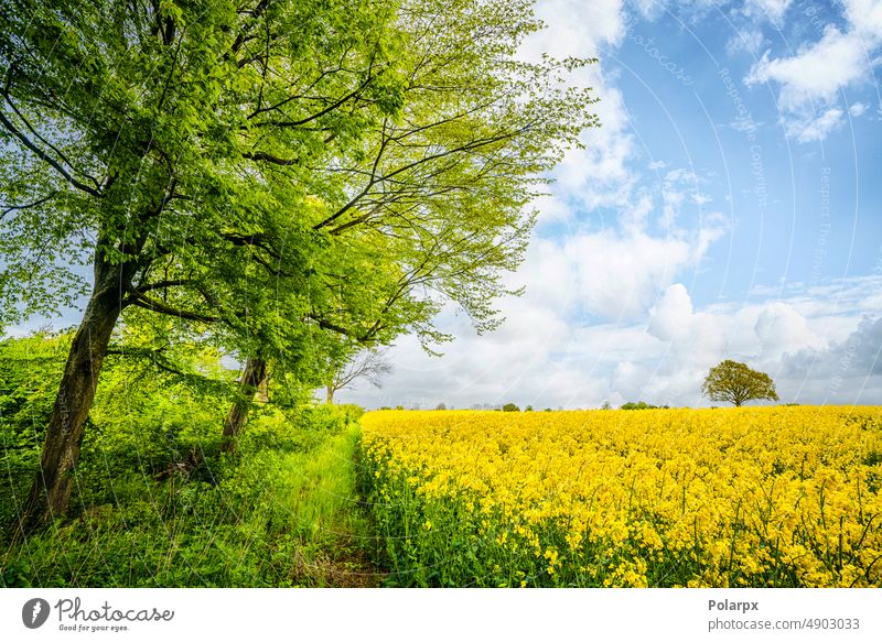 Grüne Bäume auf einem Rapsfeld in ländlicher Umgebung im Freien geblümt Landschaft malerisch Frühling Sonnenlicht keine Menschen Tag Cloud gold Landwirtschaft