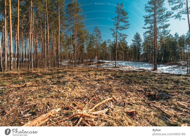 Gefallene Baumstämme in Abholzung Bereich. Kiefer Wald Landschaft in sonnigen Frühlingstag. Grüner Wald Abforstung Bereich Landschaft Gegend gebrochen