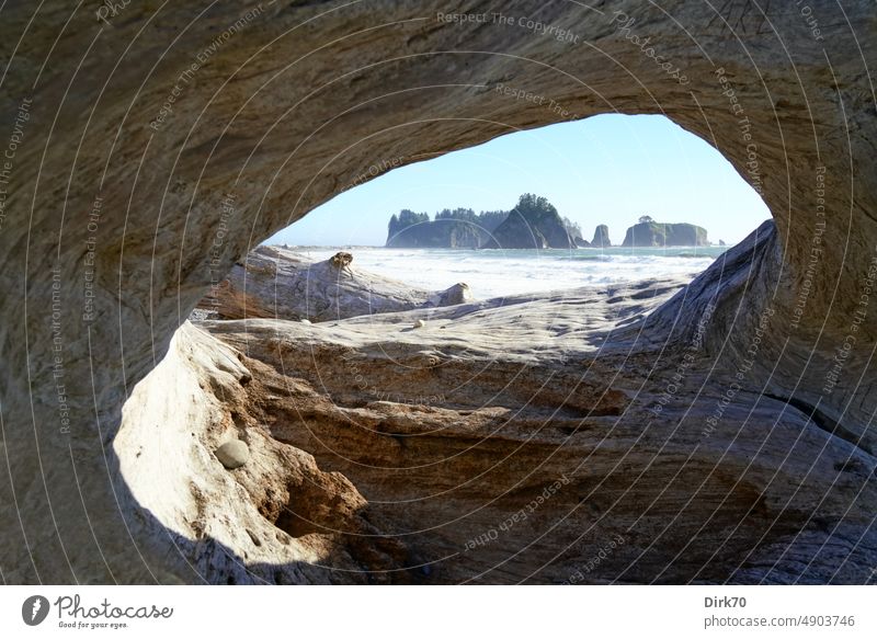 Felseninseln vor der Küste der Olympic Peninsula, Washington, USA - Blick durch das Wurzelwerk eines angetriebenen Baumes Insel Baumstamm Pazifik Ozean