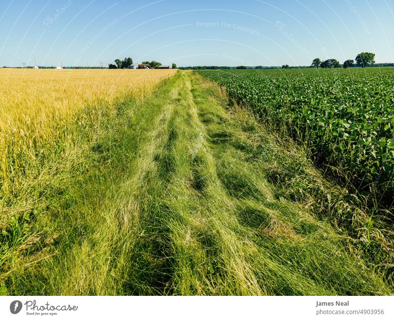 Trennwand zwischen Kulturen in einem landwirtschaftlichen Betrieb Gras sonnig natürlich grasbewachsen Amerikaner Natur Tag Schönheit Hintergrund Ackerbau Mais