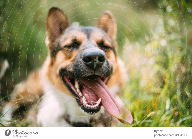 Close Up Porträt der lustigen gemischten Rasse Hund spielen im grünen Gras Tier authentisch schön züchten Eckzahn schließen Textfreiraum neugierig niedlich