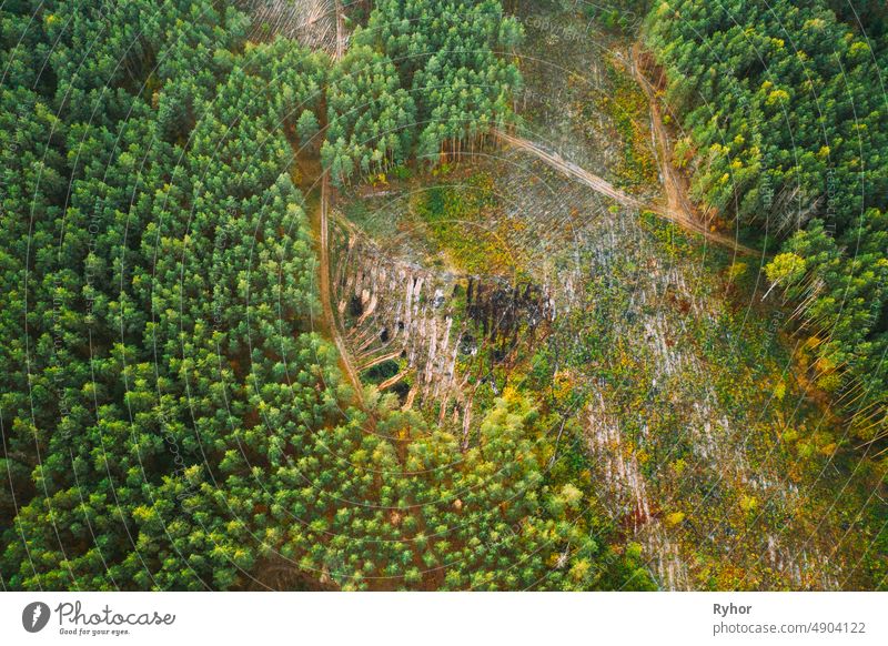 Luftaufnahme Grüner Wald Abholzung Bereich Landschaft. Top View of Fallen Woods Trunks and Growing Forest. European Nature From High Attitude In Summer Season. Drone Ansicht. Vogelperspektive Ansicht