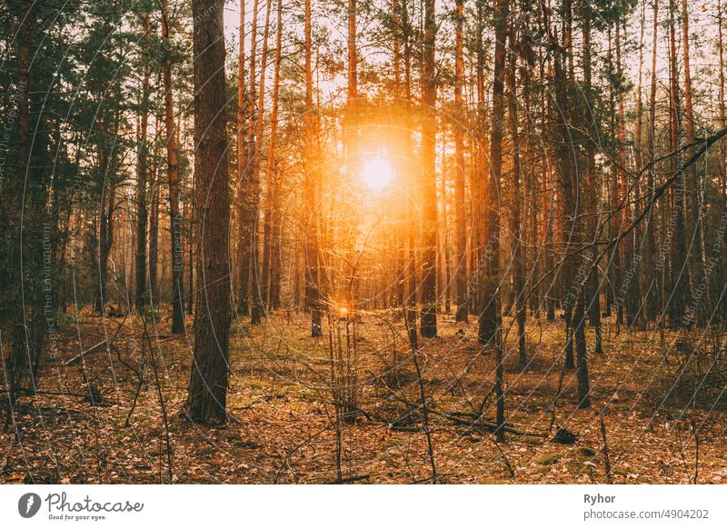 Schöner Sonnenuntergang Sonne Sonnenschein in sonnigen Nadelwald. Sunlight Sun Rays Shine Through Pine Woods In Forest Landscape Herbst Strahl schön Schönheit